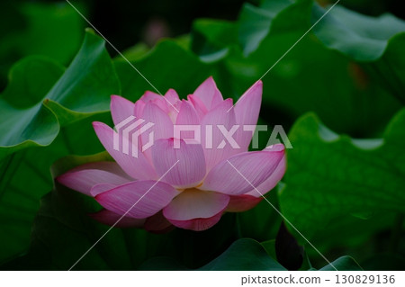一朵美麗的蓮花 130829136
