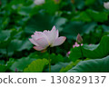 Elegant lotus flower 130829137