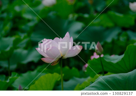 優雅的蓮花 130829137