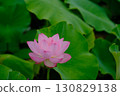 Landscape with lotus flowers 130829138