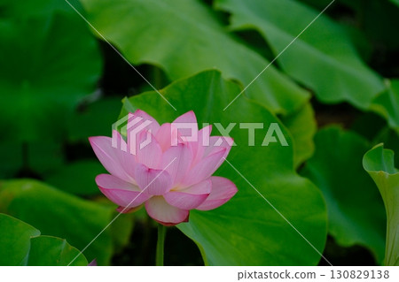 風景與蓮花 風景與蓮花 130829138