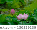 Landscape with lotus flowers 130829139