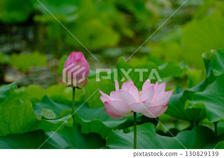 風景與蓮花 風景與蓮花 130829139