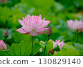 Lotus flower 130829140
