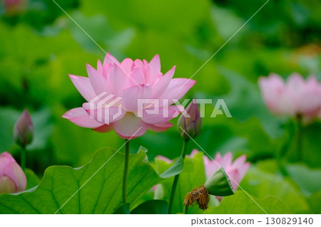 蓮花 蓮花 130829140