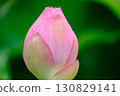 Lotus flowers, pale pink, stand out among the greenery 130829141