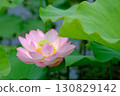 Landscape with lotus flowers 130829142