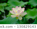 Landscape with lotus flowers 130829143
