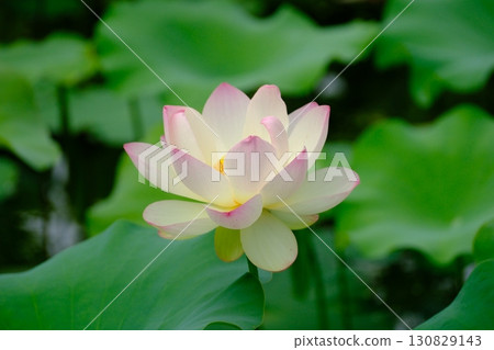 風景與蓮花 風景與蓮花 130829143
