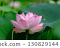 Landscape with lotus flowers 130829144