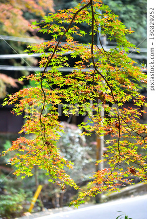 Autumn leaves at Kifune Shrine, Kyoto's inner sanctum 130829252