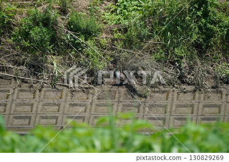 Pheasant Pheasant 130829269