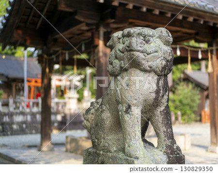 神社的守護犬和手水屋（淨化噴泉） 130829350