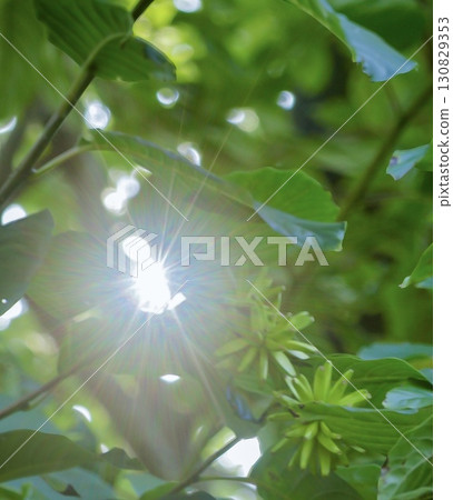 陽光透過樹葉和稀有植物的縫隙傾瀉而下 130829353