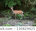 wild deer staring at you 130829425