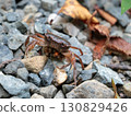 Crab carrying eggs 130829426
