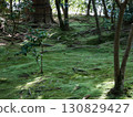 Beautiful mossy forest 130829427