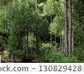 Straight pine trees 130829428