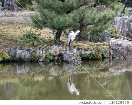 Heron standing in the pond Heron standing in the pond 130829429