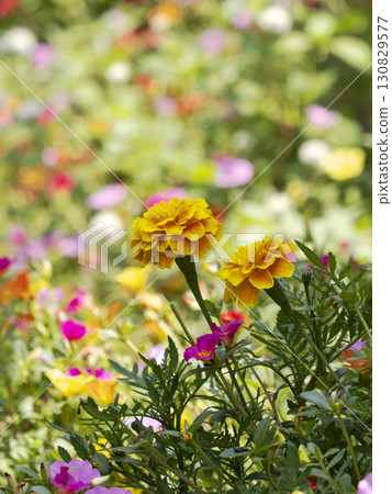 Marigold and portulaca flowers blooming in the flowerbed 130829577