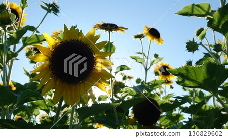 向日葵田 130829602