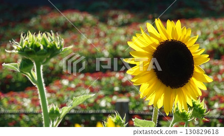 Sunflower field Sunflower field 130829618