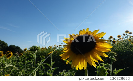 向日葵田 向日葵田 130829633