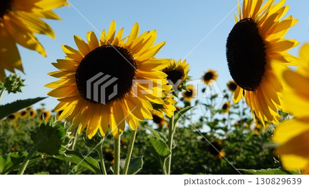 Sunflower field 130829639
