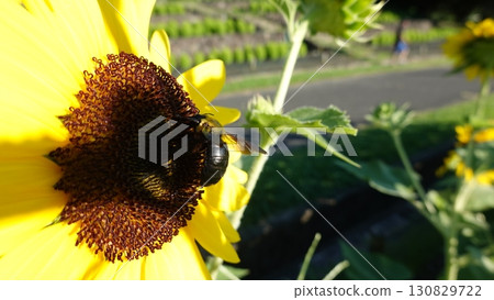 向日葵和蜜蜂 130829722