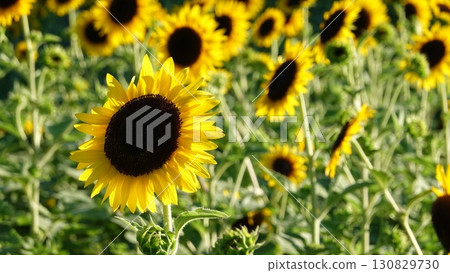 Sunflower field Sunflower field 130829730