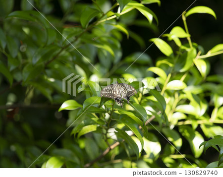 A swallowtail butterfly resting on a fresh green leaf 130829740
