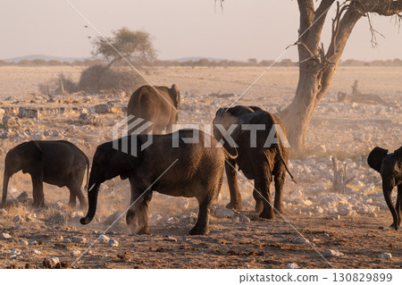 Bathing Elephants in Etosha Bathing Elephants in Etosha 130829899