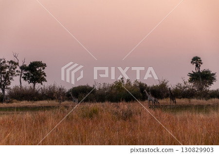 giraffes in the Okavango giraffes in the Okavango 130829903