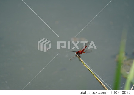 Dragonfly Dragonfly 130830032