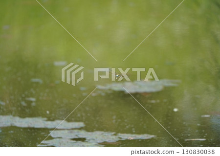 Dragonfly  130830038