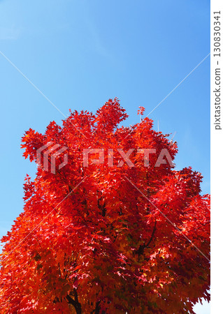 Autumn leaves sugar maple 130830341