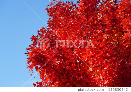 Autumn leaves sugar maple 130830342