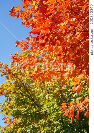 秋葉糖楓 130830349