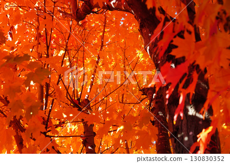 Autumn leaves sugar maple 130830352