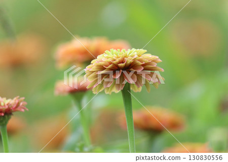 百日草在風中搖曳 百日草在風中搖曳 130830556