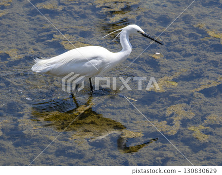 Little Egret in the Inagawa River Searching for Fish Little Egret in the Inagawa River Searching for Fish 130830629