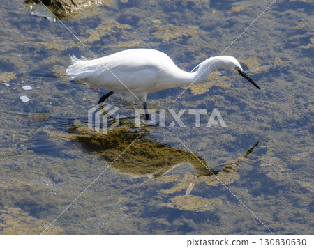 Little Egret in the Inagawa River Searching for Fish Little Egret in the Inagawa River Searching for Fish 130830630