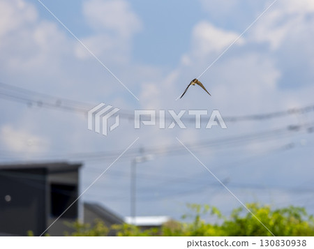 Swallows flying through the city 130830938
