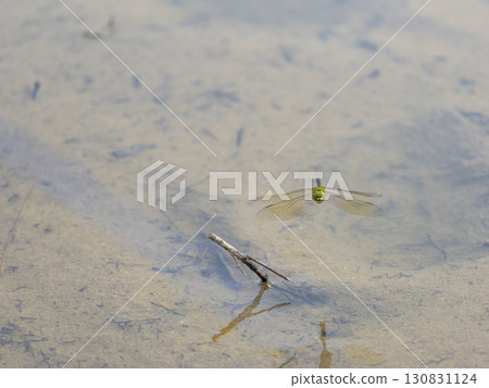 A silver dragonfly flies over a rice field 130831124