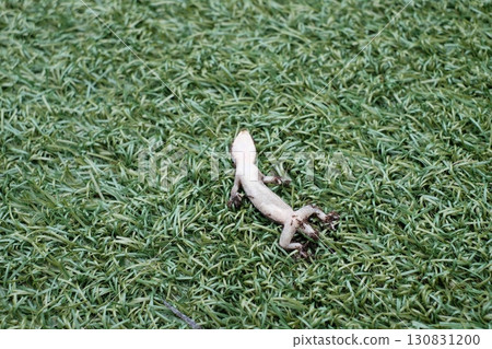 死壁虎 死壁虎 130831200