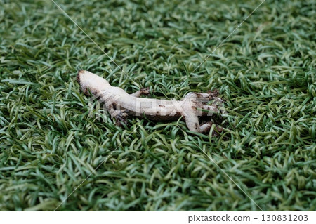 Dead gecko 130831203