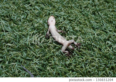 Dead gecko 130831204