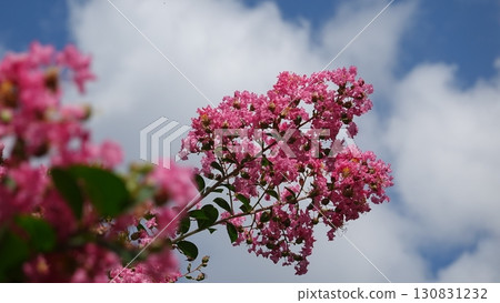 Flower of crape mybs 130831232