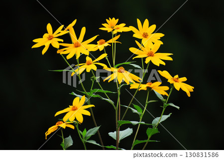 A bouquet of vibrantly blooming yellow Jerusalem artichokes 130831586