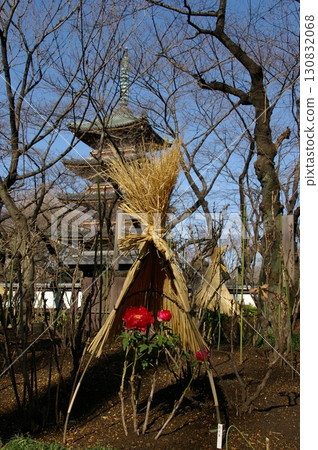 上野東照宮牡丹園~五重塔2 上野東照宮牡丹園~五重塔2 130832068